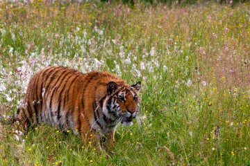 Obraz premium The Siberian tiger (Panthera tigris Tigris), or Amur tiger (Panthera tigris altaica) in the grassland.