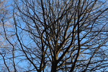 Baum, Laubbaum, Zweige