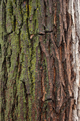 Fototapeta premium Rough bark of the tree, texture, background