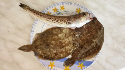 Flounder and Greater weever.