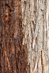 Rough bark of the tree, texture, background