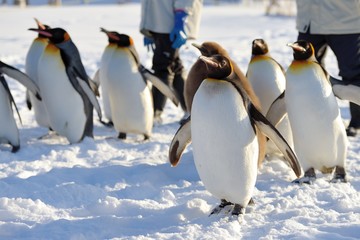 旭山動物園のペンギン3