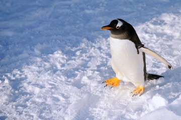 Fototapeta na wymiar 旭山動物園のペンギン2