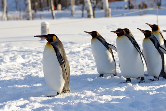 旭山動物園のペンギン4