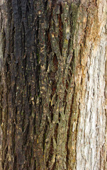 Rough bark of the tree, texture, background