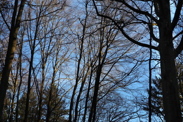 Wald, Baum, Laubwald