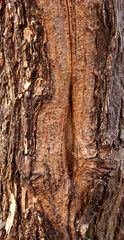 Crack of the tree, texture. background