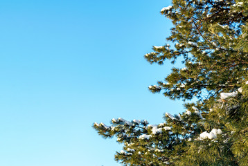 beautiful green branches of spruce in winter with snow on a blue sky background