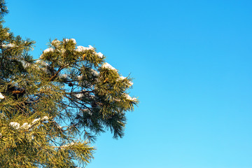 beautiful green branches of spruce in winter with snow on a blue sky background