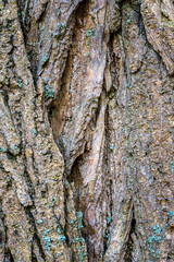 Part of a tree in daylight. The invoice for designers. Tree and its structure bark texture.