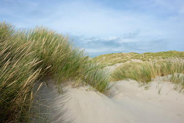 France. Picardie. Somme. Fort-Mahon. dunes de sable avec de la végétation près d'une plage pur stabiliser l'érosion due au vent.  sand dunes with vegetation near a pure beach stabilize wind erosion.