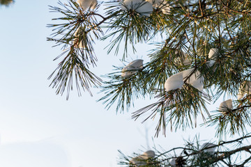 beautiful green branches of spruce in winter with snow on a blue sky background