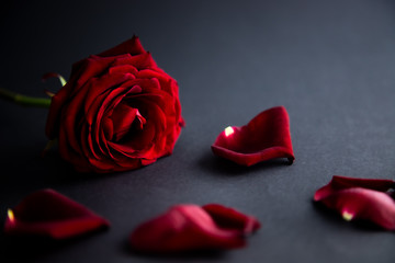 Walentynki, czerwona róża