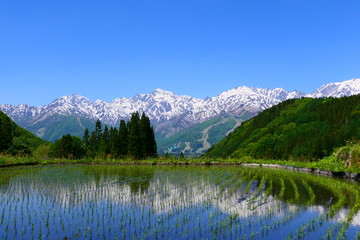 Fototapeta na wymiar 水田に映る北アルプス、白馬三山。青鬼、白馬、長野、日本。5月下旬。