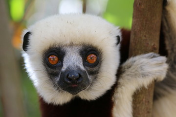 Coquerel's sifaka close up face and eyes in andasibe madagascar