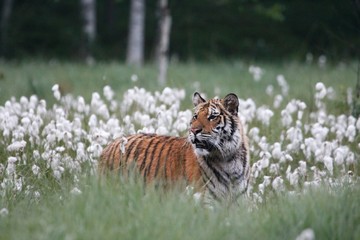 The Siberian tiger (Panthera tigris Tigris), or  Amur tiger (Panthera tigris altaica) in the...