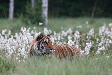The Siberian tiger (Panthera tigris Tigris), or  Amur tiger (Panthera tigris altaica) in the grassland.