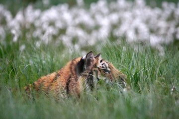 The Siberian tiger (Panthera tigris Tigris), or  Amur tiger (Panthera tigris altaica) in the grassland.