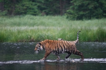 Obraz na płótnie Canvas The Siberian tiger (Panthera tigris Tigris), or Amur tiger (Panthera tigris altaica) in the forest walking in a water.