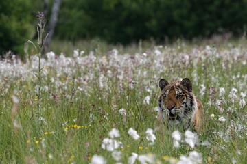 The Siberian tiger (Panthera tigris Tigris), or  Amur tiger (Panthera tigris altaica) in the grassland.