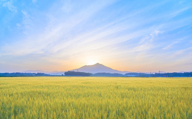 筑波山山頂　日の出　麦畑