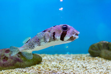 Black-Blotched porcupinefish at Thailand Ocean