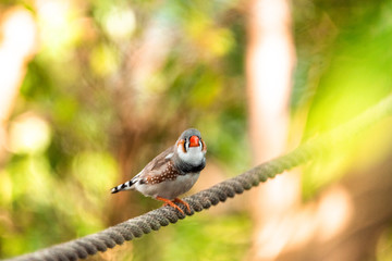 Stork-billed Kingfisher Beautiful bird perching on the branch zoo munich feeder eat fruit