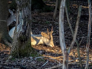 A young male fallow deer lies in the sun in a forest.