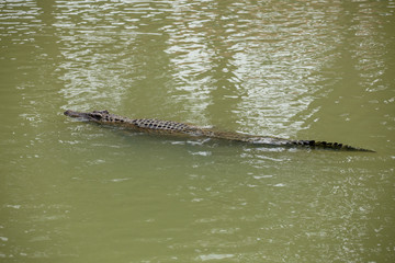 Asia Crocodile in the river