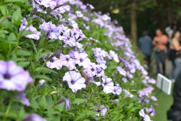 Fototapeta premium flowers in the garden