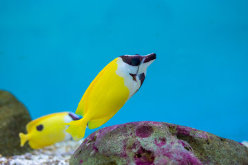 Foxface Rabbitfish at Thailand Ocean