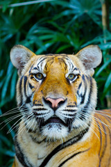 head of Bengal tiger in the rainforest