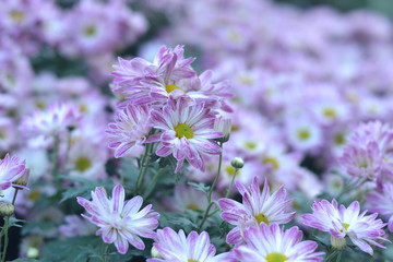 Obraz premium flowers in the garden