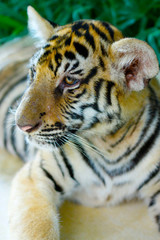 Naklejka premium head of Bengal tiger in the rainforest