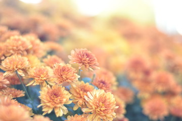 flowers on a background of blue sky