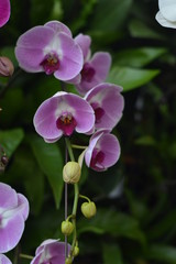 orchid in the garden