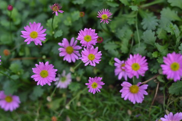 Obraz premium flowers in garden