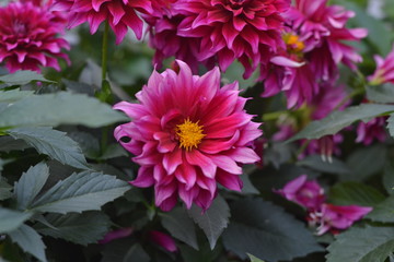 Obraz premium pink flower in the garden