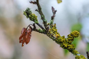 Braunes verwelktes Herbstblatt mit Spinnenweben und Tautropfen