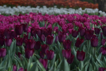 field of tulips