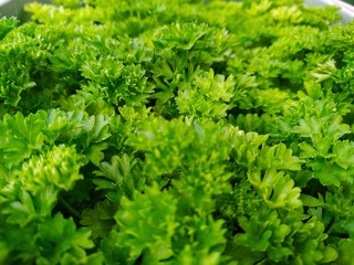 closeup of parsley