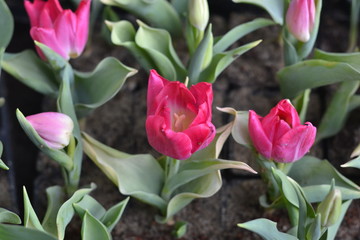 bouquet of pink tulips