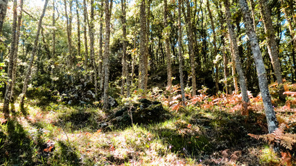 perdido en un bosque norteños en primavera