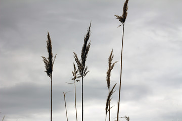 The seascape.The promenade winter sea, Crimea.