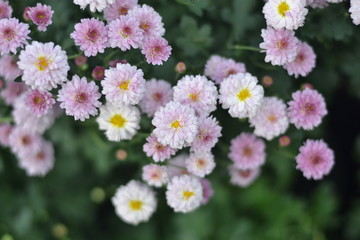 Fototapeta premium flowers in the garden