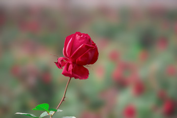 Red rose the symbol of love