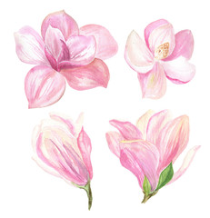 watercolor illustrations of pink Magnolia flowers on a white background