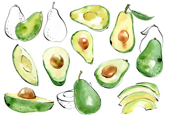 Avocado watercolor hand draw illustration isolated on white background.