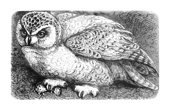 Snowy owl Eurasian eagle-owl (Bubo bubo) (Bubo scandiacus) or Strix scandiaca vintage illustration from Brockhaus Konversations-Lexikon 1908 