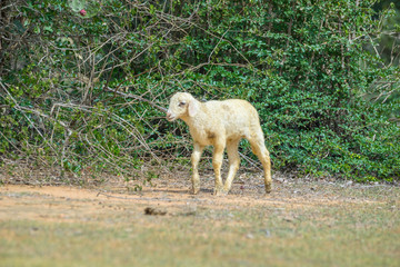 Obraz premium sheepes eating on the field